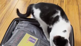 Cat Sliding on Hardwood Floor! 5
