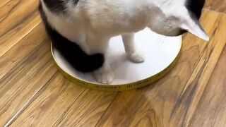 Cat Refuses to Let Owner Work! 4