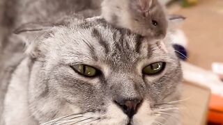 Cat Adopts an Orphaned Squirrel! 5