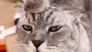 Cat Ringing a Bell for Treats! 5