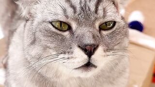 Cat Sneaking Up on a Toy Mouse! 5