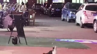 Cat Enjoying a Gentle Brushing! ASMR! 5