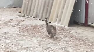 Cat Hissing at its Own Reflection! 4