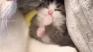 Cat Knocking Everything off the Table! 5