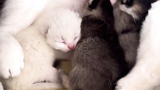 Cat Hiding in a Grocery Bag! Surprise! 5