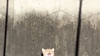 Cat Trying to Catch the Printer Paper! 5