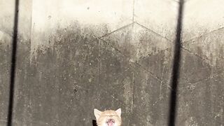 Cat Smiling for the Camera! 📸 5