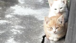 Cat Getting a Brain Freeze! 😂 5