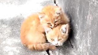 Cat Doing a Perfect Backflip! 4