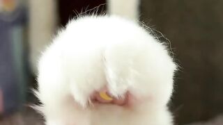 The Most Talkative Cat Ever! 🗣️ 5
