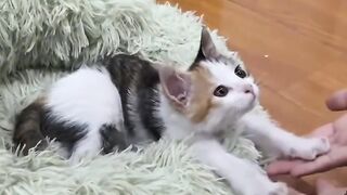 Tiny Kitten's First Yawn! 4