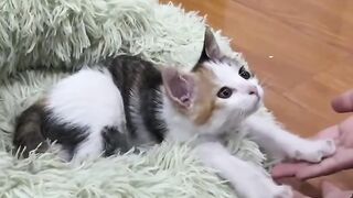 Cat Tries to Catch Fish on TV! 5