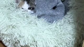Clumsy Cat Falls off the Bed! 5