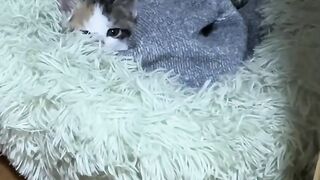 Fierce Cat Protects House from a Bug! 5