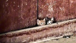The Fluffiest Cat on the Internet! 5