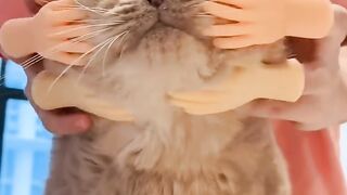 Cat Trying to Drink from a Water Bottle! 5