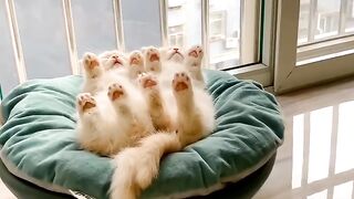 Cat Caught Stealing a Chicken Nugget! 5