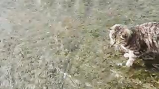 Cat Enjoying a Spa Day! 💆‍♂️ 5