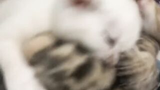Kitten Tries to Intimidate a Big Dog! 5