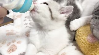 Cat Obsessed with Q-Tips! 5