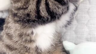 Cat Sneezing Fit in Slow Motion! 4