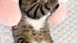 Cat Adopts a Stray Kitten! 2
