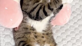 Cat Tries to Catch a Laser Pointer! 5