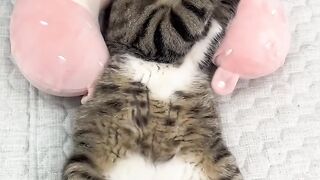 Cat Sitting Like a Human! 5