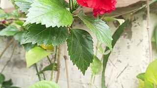 Beautiful Red Hibiscus Blooming in the Garden | Nature Relaxing Video