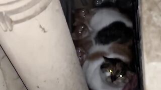 Cat Reacts to Owner's Sneeze! 5