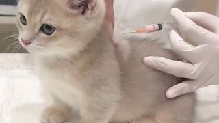 Cat Tries to Fit in a Tiny Box! 5
