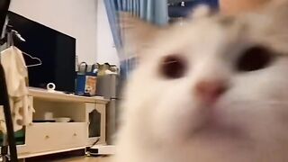 Cat Refuses to Walk on a Leash! 6