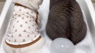 Cat Jumping over a High Gate! 5