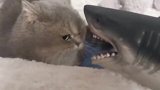 Cat Watching a Horror Movie! 5