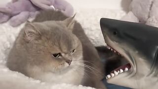Cat Discovers the Ceiling Fan! 4