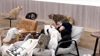 Cat Sleeping in a Hammock! 5