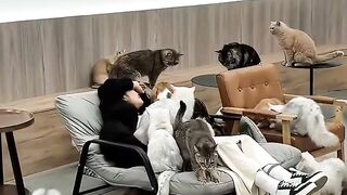 Cat Trying to Open the Door Knob! 5