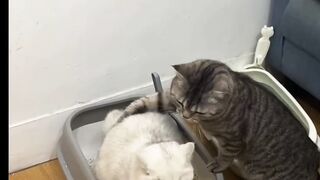 Cat Covered in Static Electricity! 5