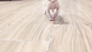 Cat Chasing a Butterfly in the Garden! 5