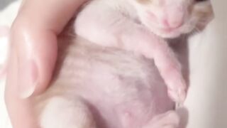 Cat Annoyed by a Snoring Dog! 4