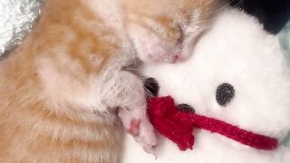 Cat Sliding on the Hardwood Floor! 4