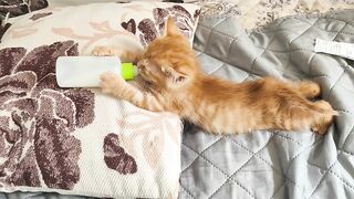 Cat Chattering at the Laser Dot! 4
