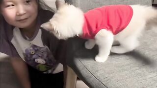 Cat Scared by a Toaster Popping! 3
