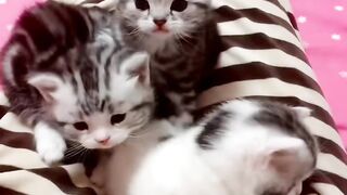 Cat Sneezing and Scaring Itself! 4