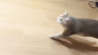 You Won't Believe What This Cat Did! 6