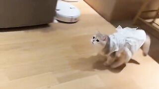 Cutest Kitten Meowing for 1 Minute! 7