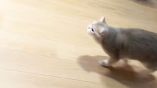 Ninja Cat Jumping Level 999! 6