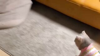 Hilarious Cat Scared of Cucumber! 5