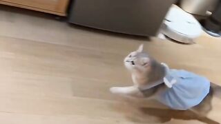 Trying Not To Laugh at This Cat! 6