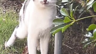 Relaxing Cat Purring Sounds for Sleep 💤 6